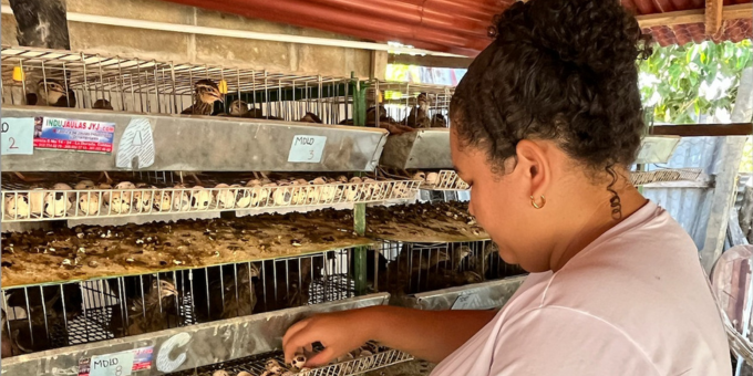 Jóvenes emprenden con codornices gracias a Sinergia Verde: Pactos Sostenibles
