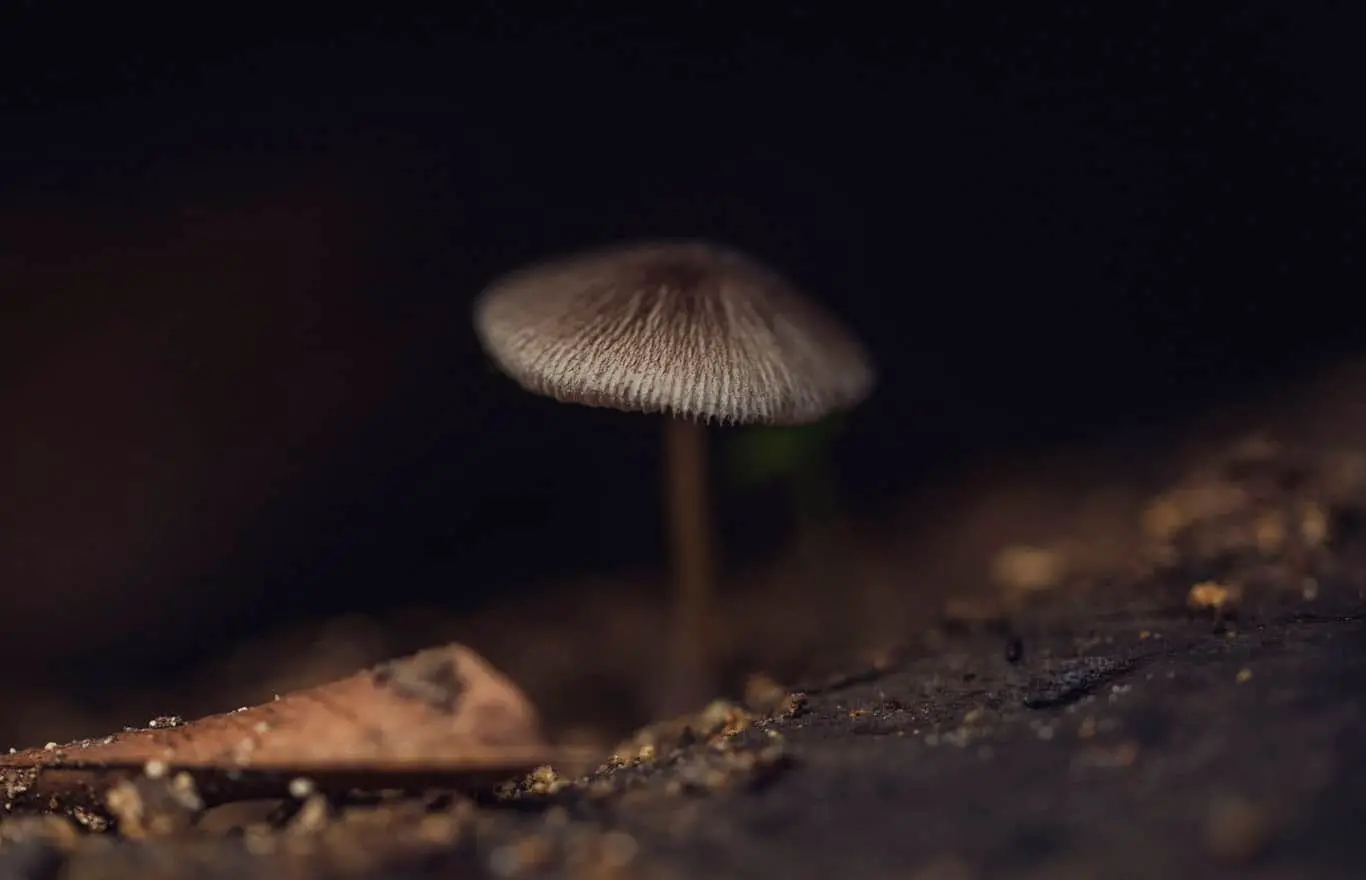 Ecosistemas
