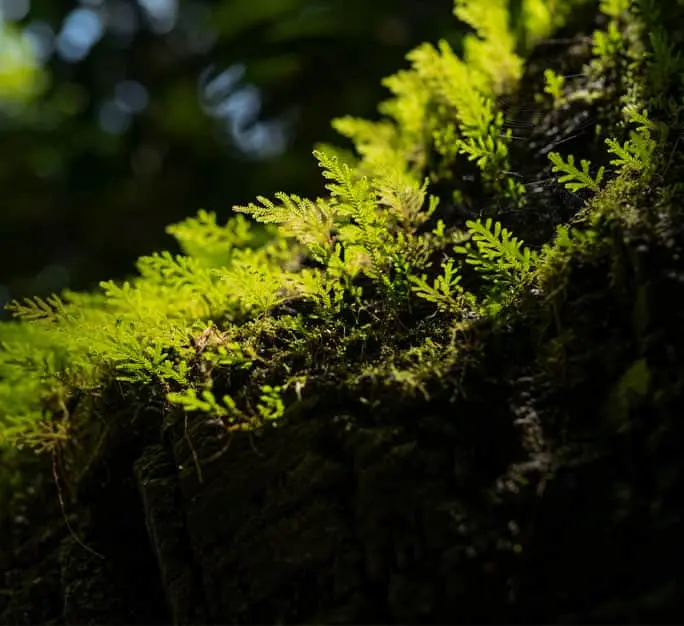Ecosistemas