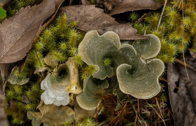 Santuario de Fauna y Flora Guanentá Alto Río Fonce