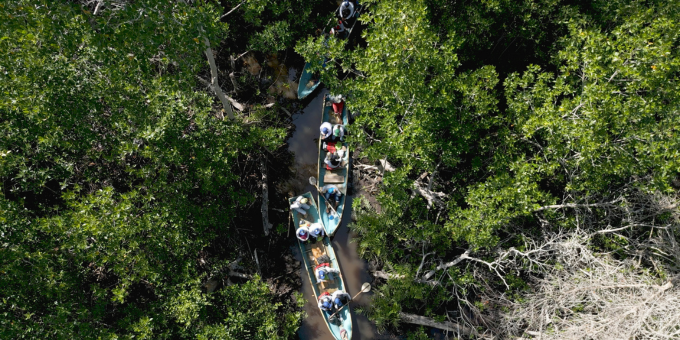 Trabajo comunitario por la conservación del manglar en la bahía de Cispatá, Córdoba