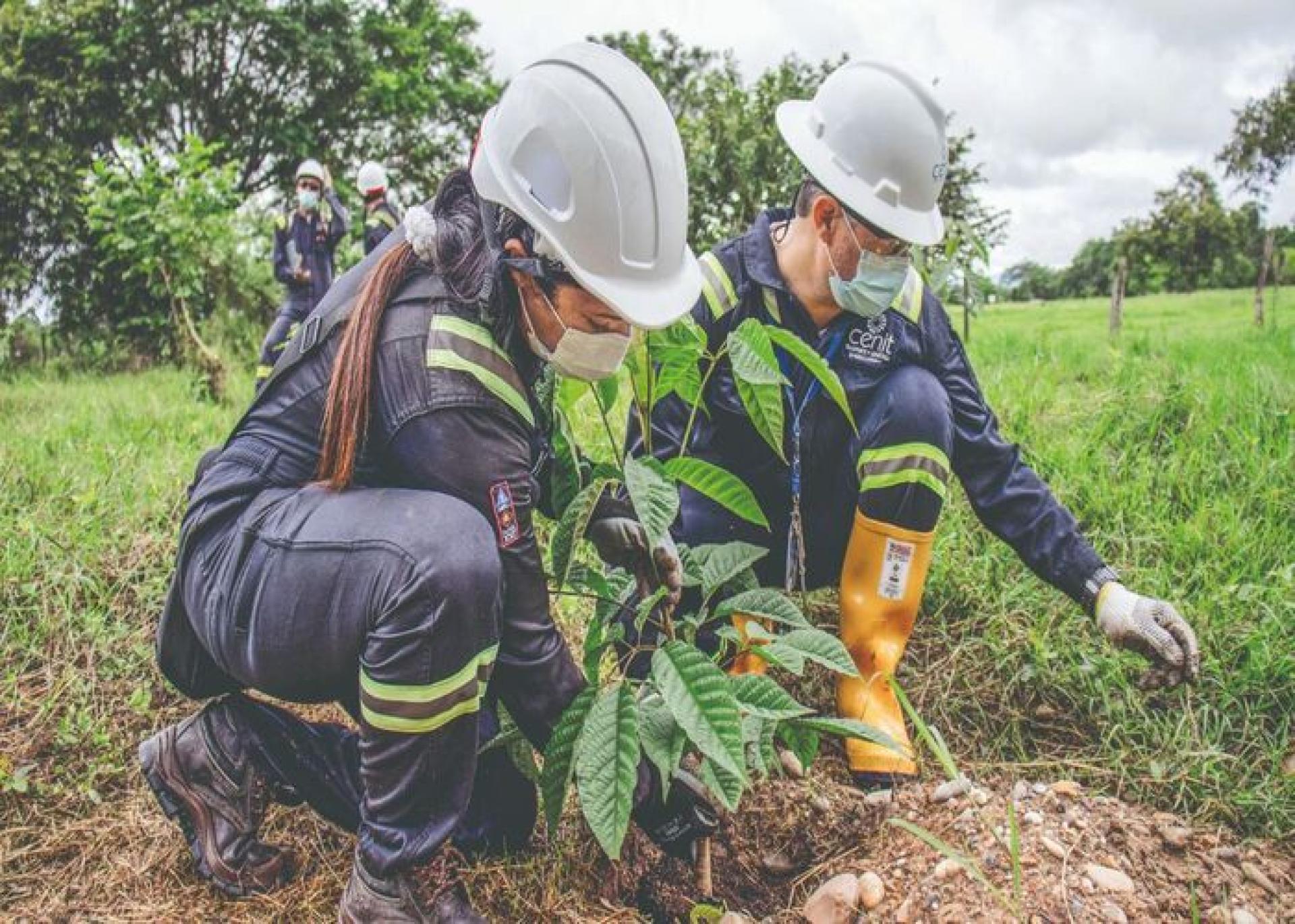 C-Siembra, el programa con el que Cenit sembrará 1,6 millones de árboles