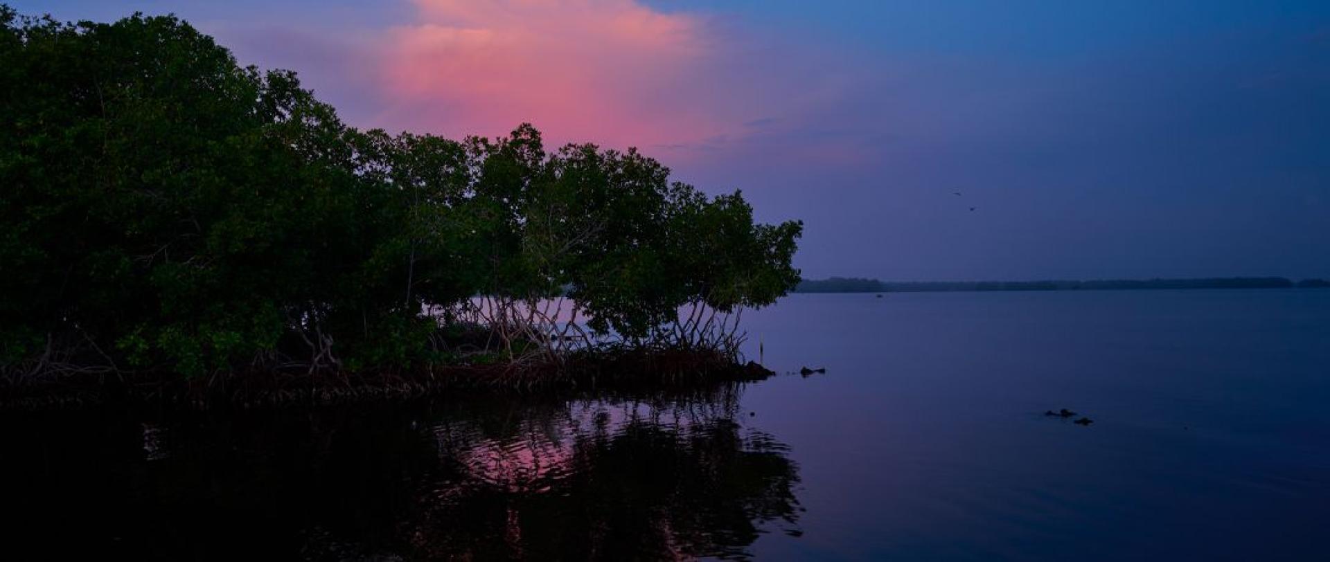 Creciendo y recuperándose: así están los manglares de la bahía de Cispatá