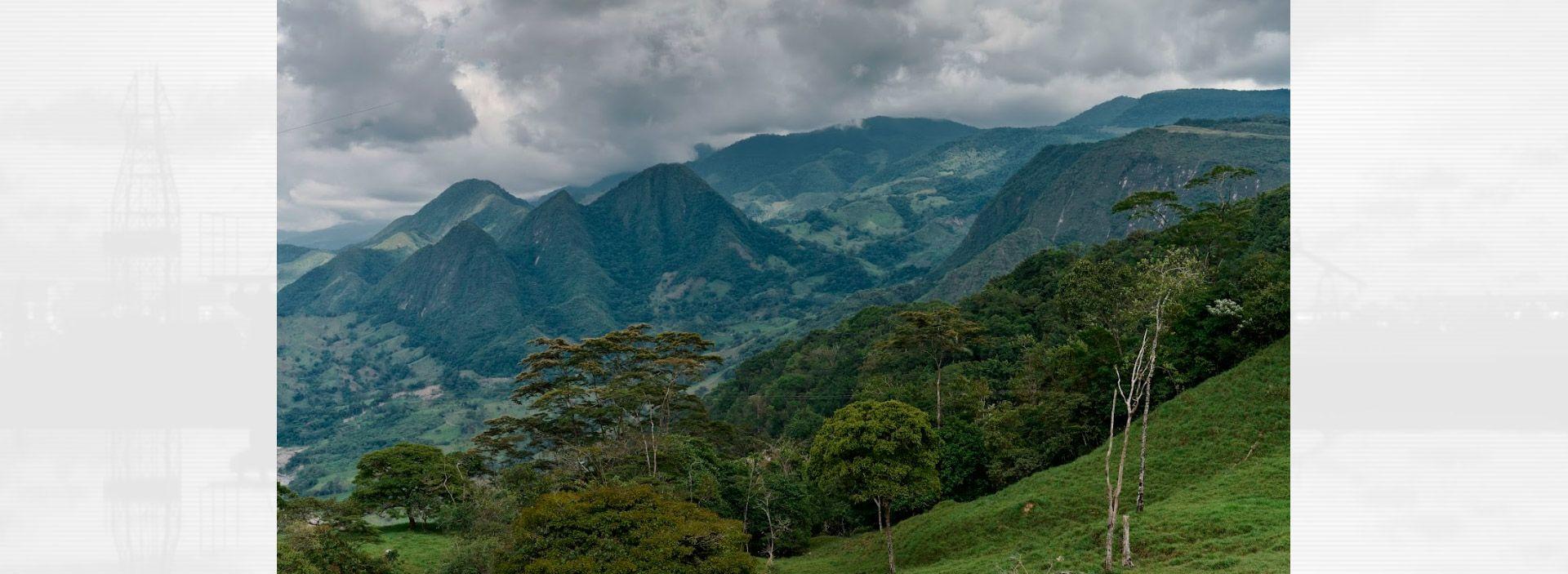 Grupo Ecopetrol ha sembrado más de 8,8 millones de árboles en Colombia