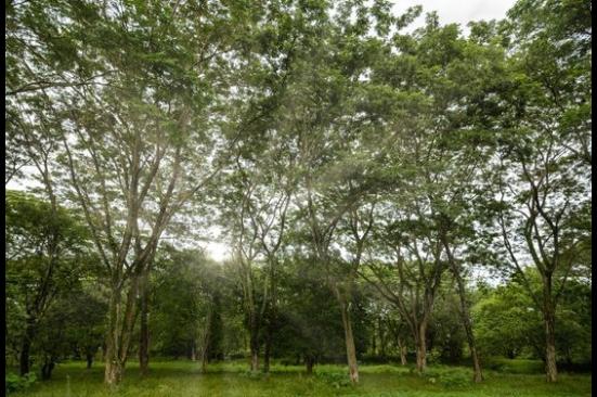 Corantioquia autoriza aprovechamiento forestal a Ocensa