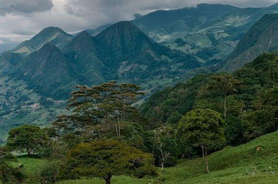 Grupo Ecopetrol ha sembrado más de 8,8 millones de árboles en Colombia